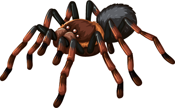 Eine Spinne