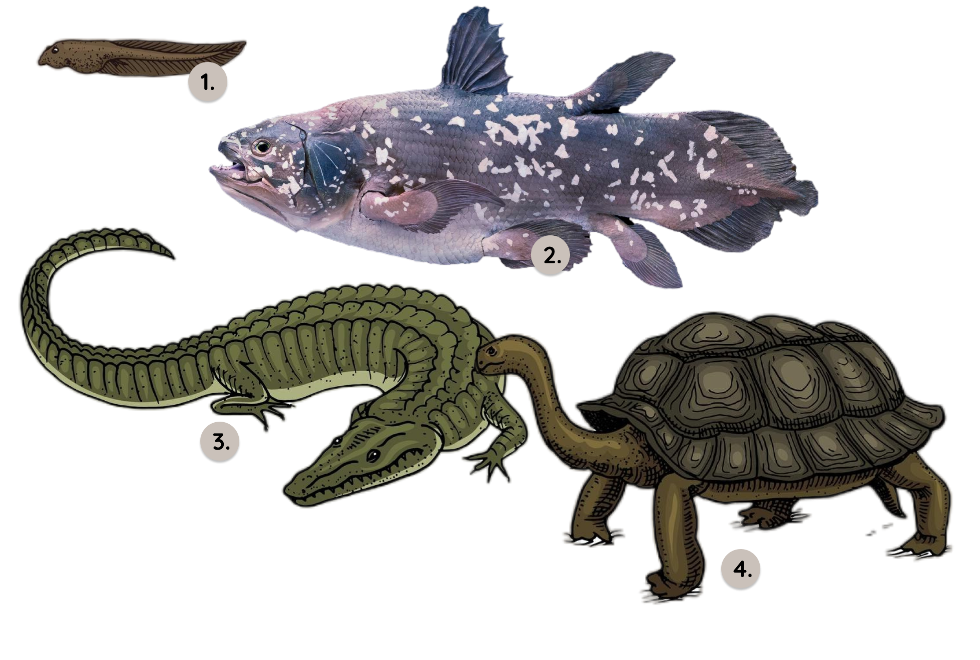 Amphibien, Quastenflosser, Krokodil und Landschildkröte